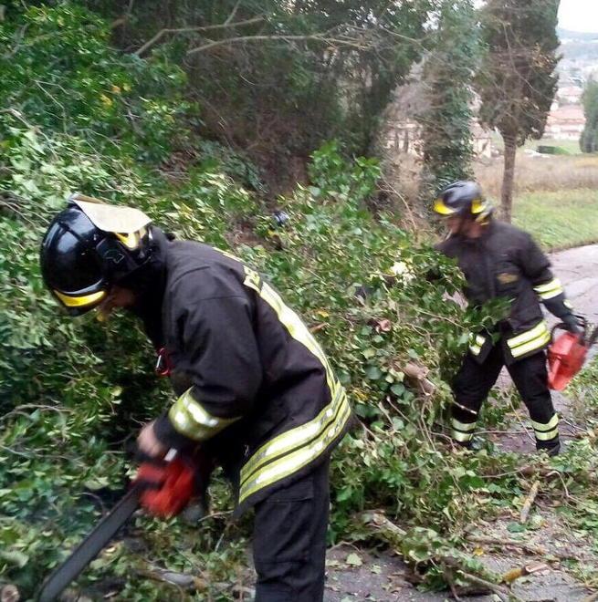 Pioggia e grandine lungo la costa Il vento abbatte alberi 