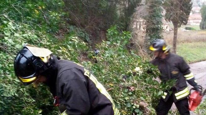 Pioggia e grandine lungo la costa Il vento abbatte alberi