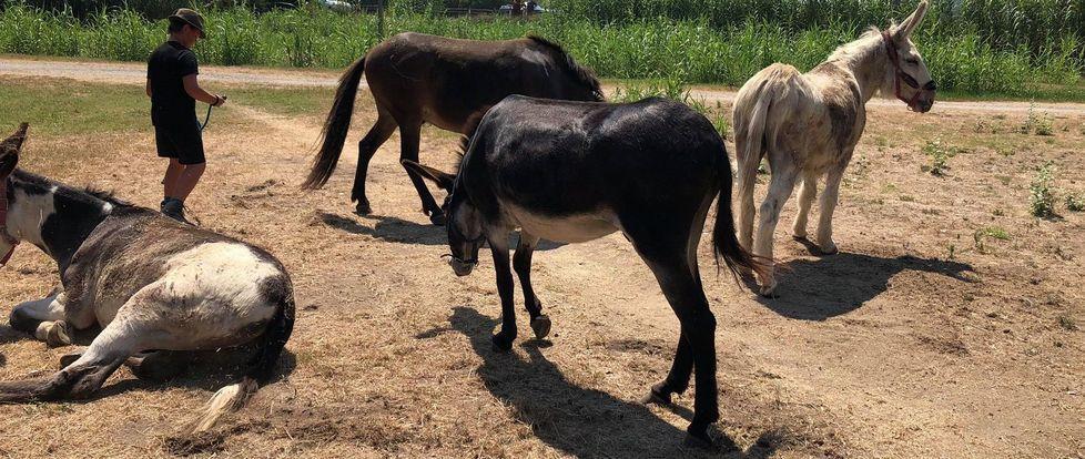 Il campo estivo dura da Civago a Sarzana 120 chilometri a piedi per bambini e asini 