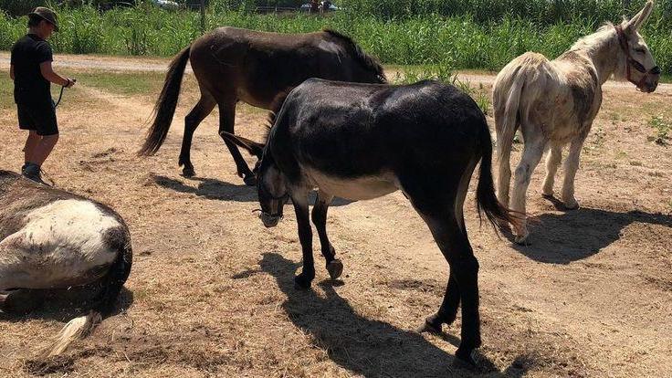 Il campo estivo dura da Civago a Sarzana 120 chilometri a piedi per bambini e asini