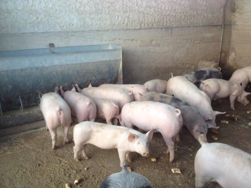 Caria: "Con la nuova legge nessun pericolo per l'allevamento di maialetti" 