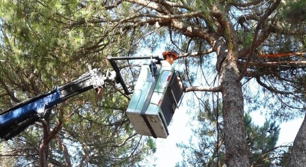 Addio al pioppo bianco Iniziato il taglio degli alberi nei parchi 