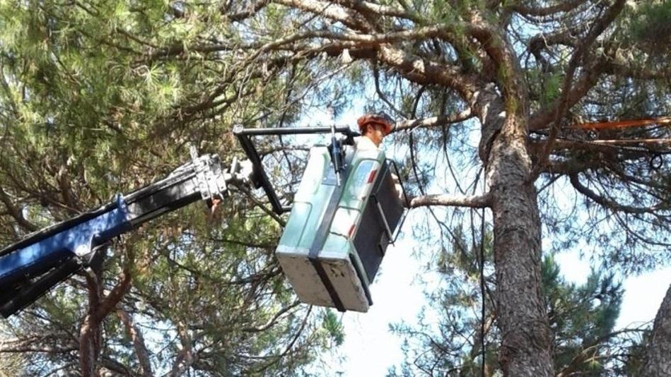 Addio al pioppo bianco Iniziato il taglio degli alberi nei parchi