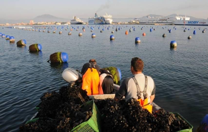 Cozze, Nizzi: «Incontrerò solo i mitilicoltori» 