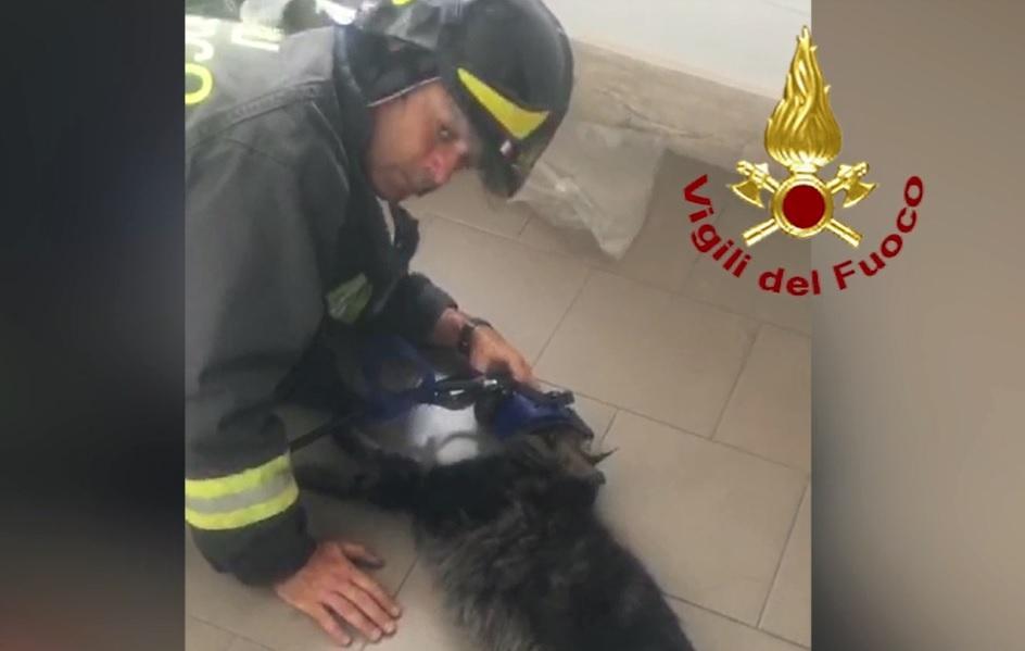 Un fermoimmagine del video del soccorso al gatto svenuto nell'appartamento invaso dal fumo