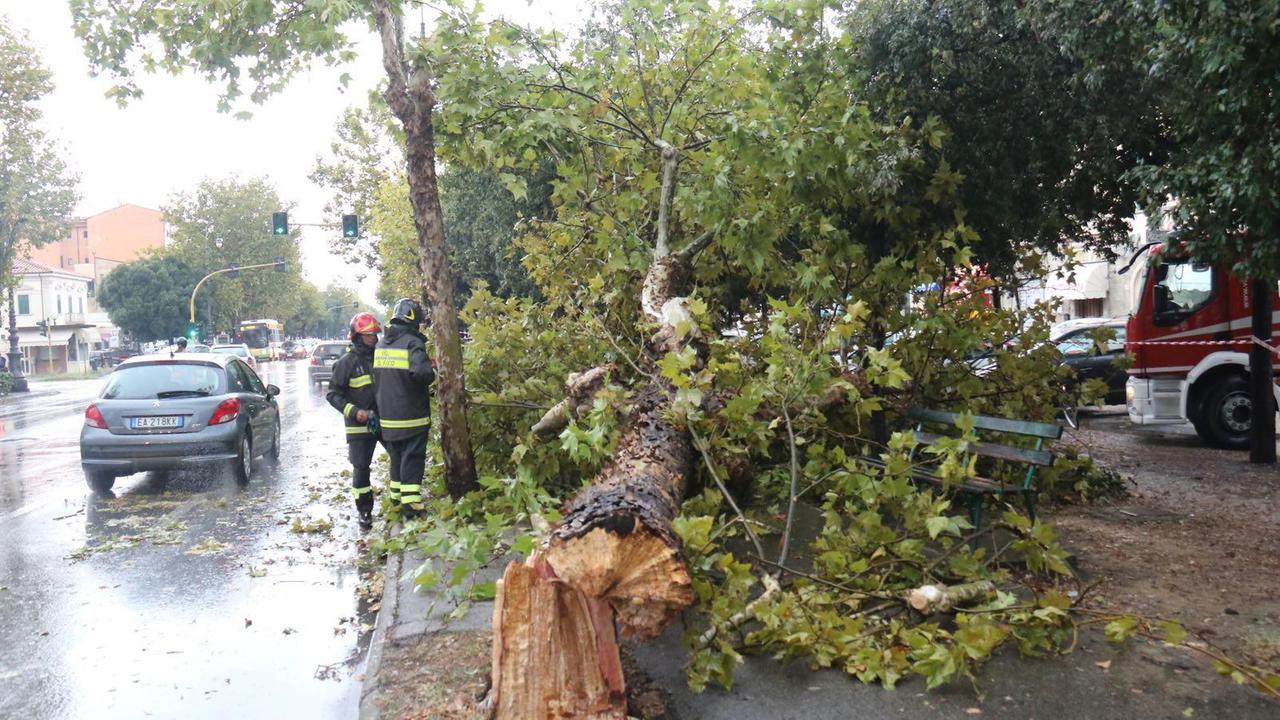 Temporale improvviso, cade un albero sul viale Carducci
