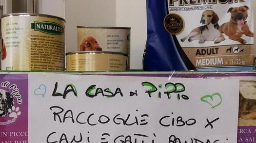 Via alla raccolta di cibo per cani e gatti sfollati dopo il crollo del ponte