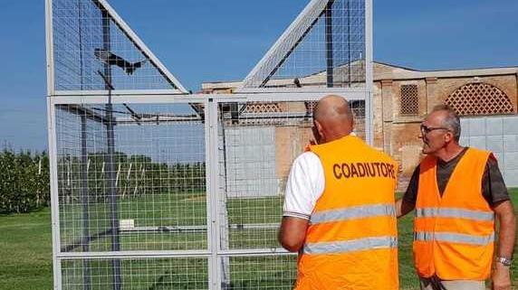 La polizia provinciale: «Non liberate gli uccelli segnalatori di virus»