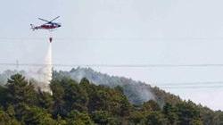 Incendi, distrutta pineta in Versilia