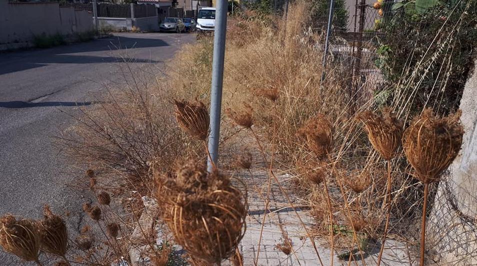 Nella C1-2 erbacce sui marciapiedi 