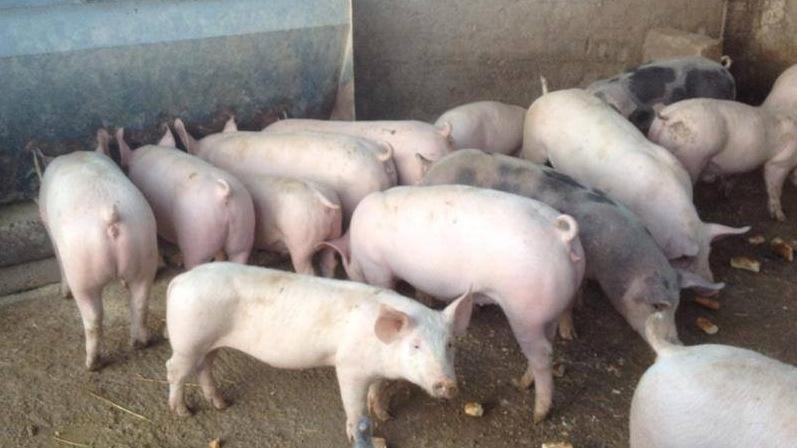 Nessuno tocchi il porcetto si riaccende la polemica