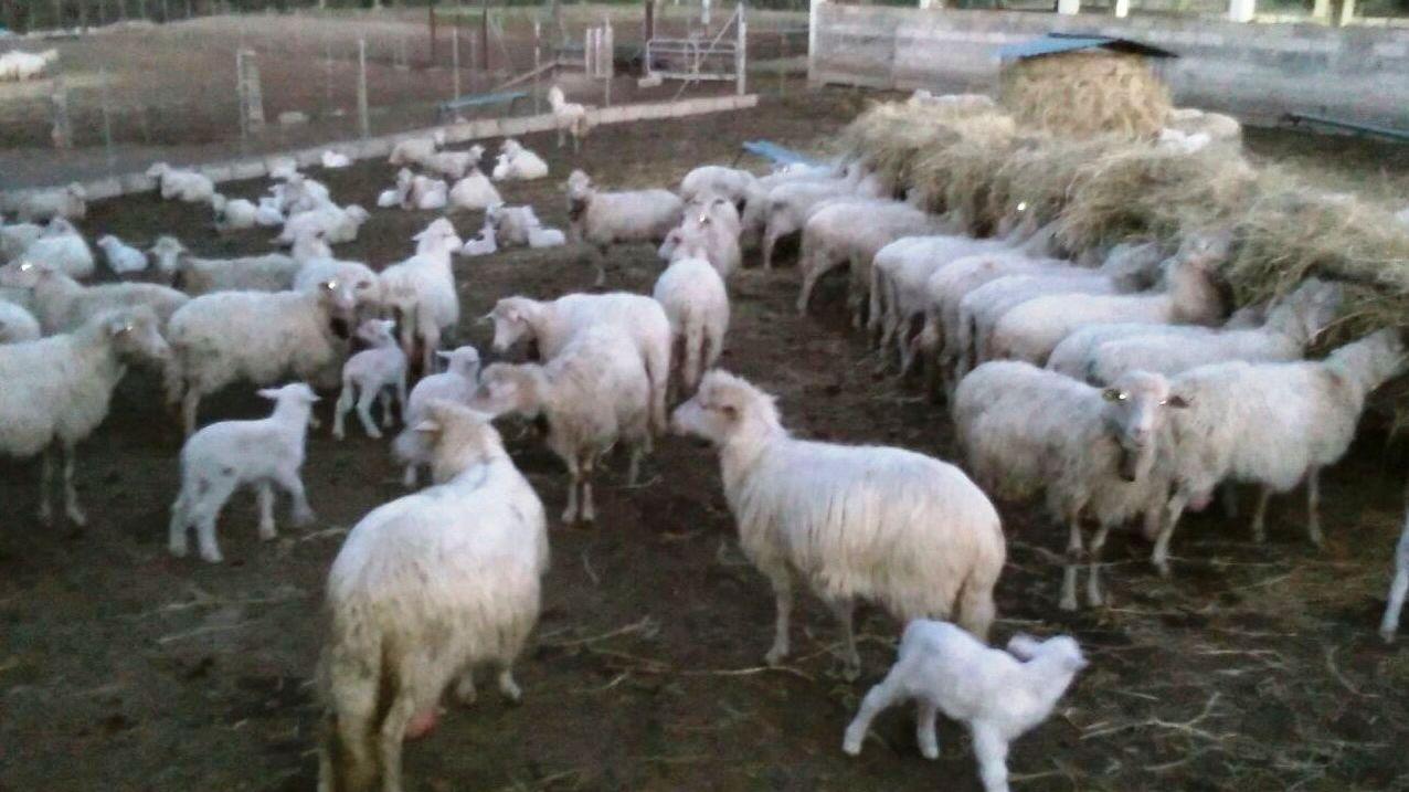 Bolotana, nuovo caso di agalassia contagiosa Allarme tra i pastori 