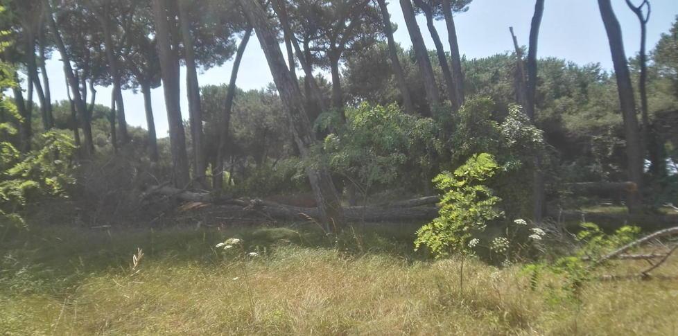 Attenzione, cadono pini alla Turimar: il rischio è che finiscano in strada 