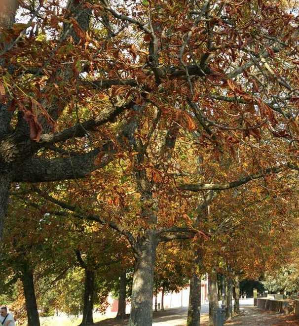 I giganti indeboliti e portati al decesso 