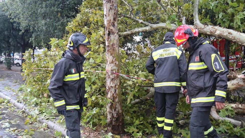 Pioggia, vento forte e disagi viale Carducci, cade platano