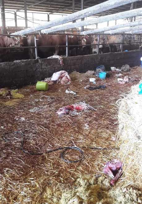 Macellano agnelli in modo illegale Poi la fuga in campagna 