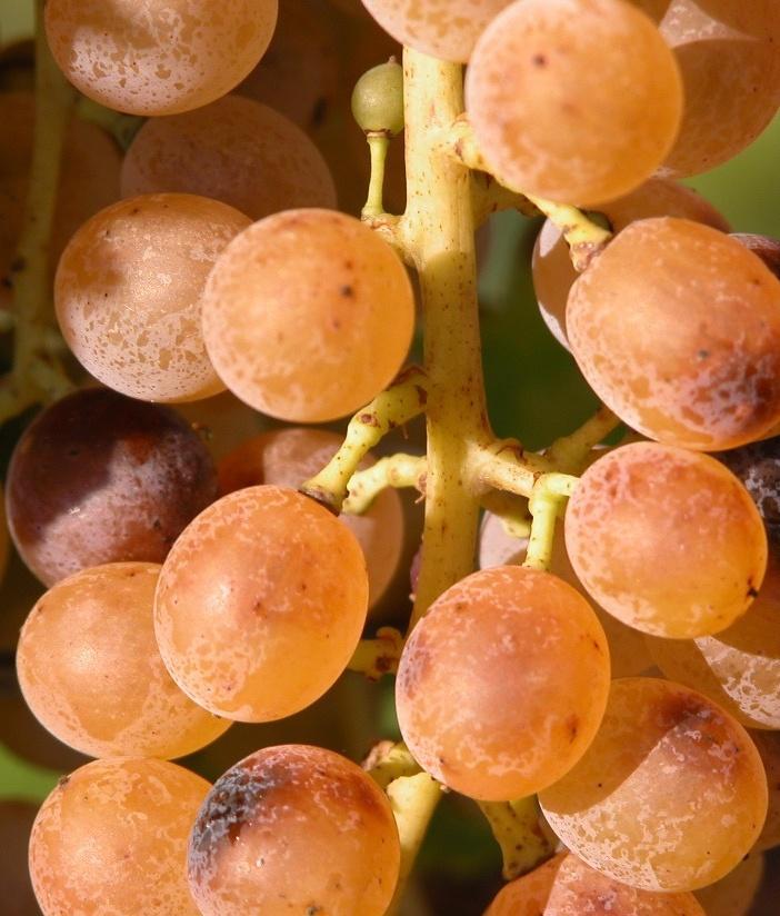 Colpo durissimo per le terre della Malvasia