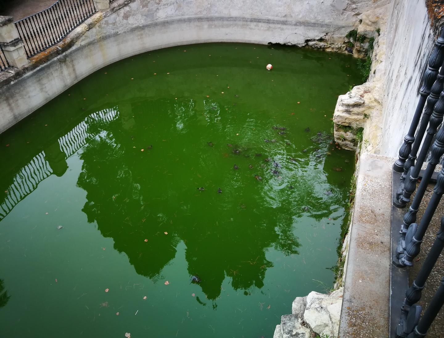 Non solo cani e gatti, ora si abbandonano anche le tartarughe 