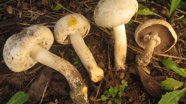 Sadali, coniugi intossicati dai funghi: interviene l'elisoccorso