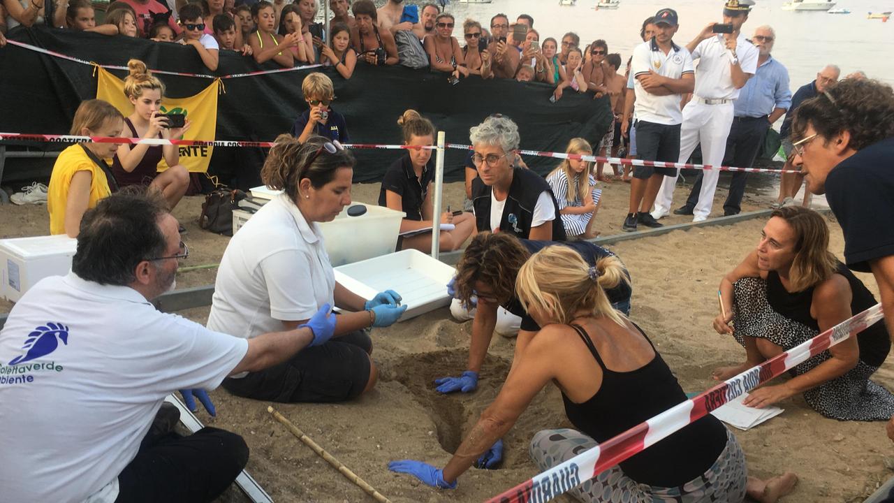 Tartarughe: la scienza in diretta tra i bagnanti, il nido anomalo è un caso nazionale - Video