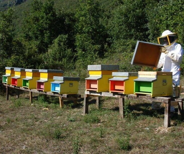 Apicoltura, nuove norme Limite all’autoconsumo e più tutela delle api 