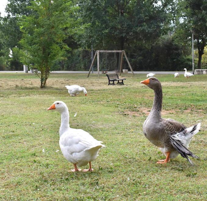 Protezione civile e Comune ripuliscono il parco Pertini 