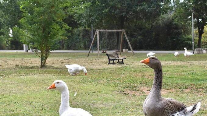 Protezione civile e Comune ripuliscono il parco Pertini