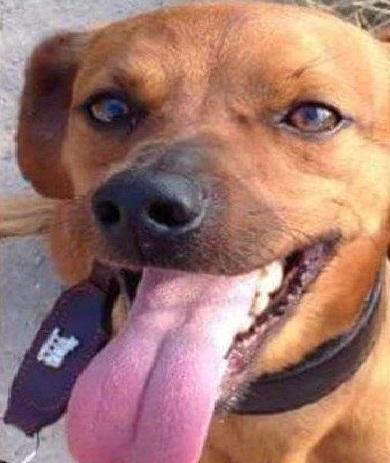 Marley è scappato impaurito dal temporale
