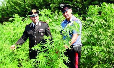Carabinieri in un campo di canapa indiana 