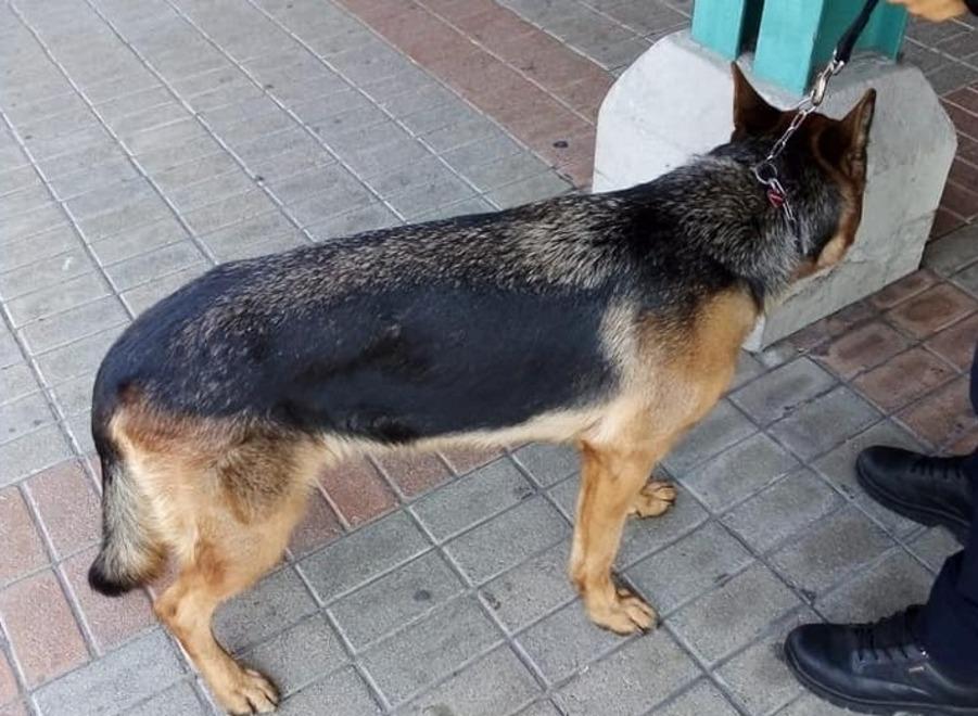 Cane chiuso in auto durante la spesa. Padrone multato 