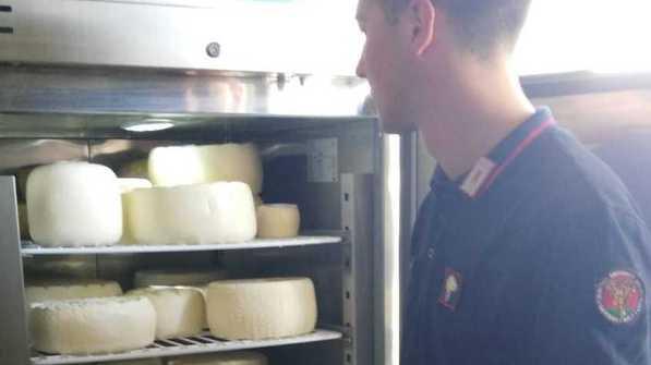 Sequestrati quasi cento chili di formaggio senza etichetta