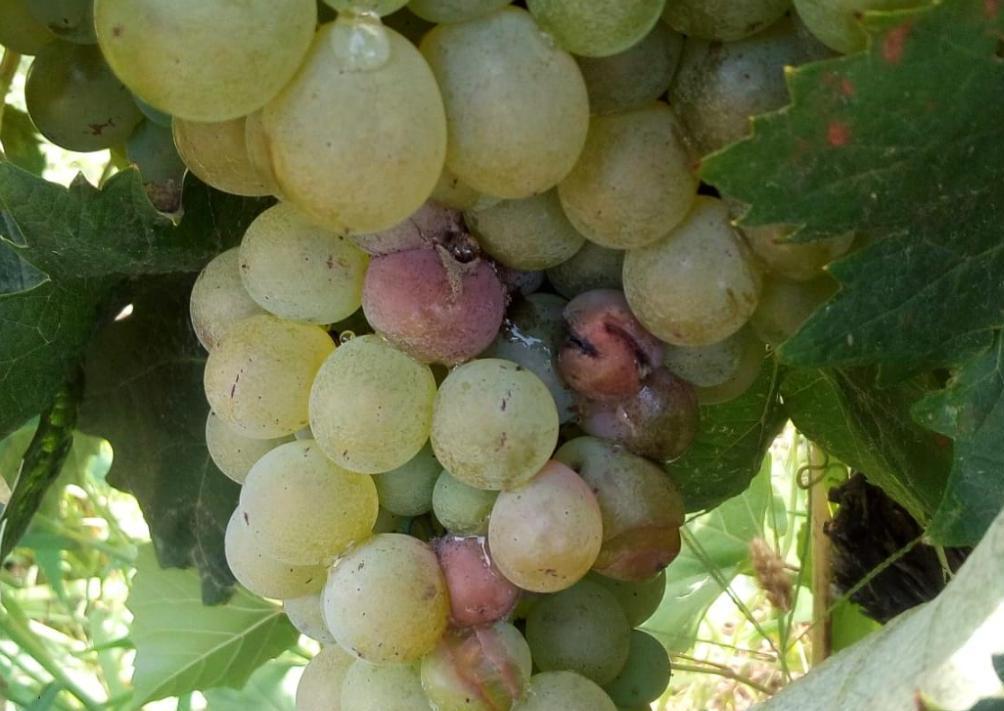 Muffa nei vitigni, l’annata è disastrosa 