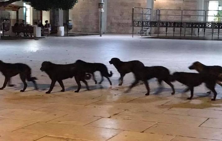 Branco di cani randagi, paura in centro 