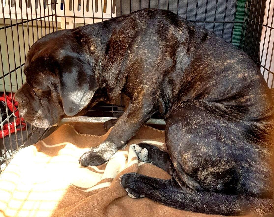 Sassari, cane corso abbandonato aggredisce una donna 