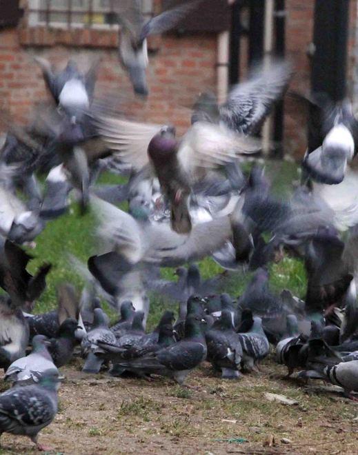 In azione le doppiette: il rione Cinquanta invaso dai piccioni 