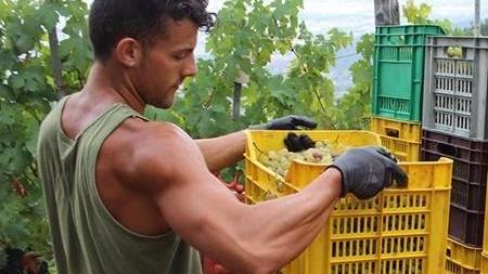 Grande annata per il Candia Qualità e produzione in salita