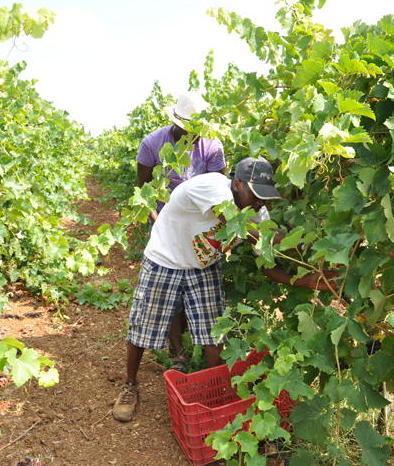 Si vendemmia alla Regola «Buona qualità delle uve»