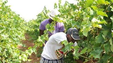 Si vendemmia alla Regola «Buona qualità delle uve»