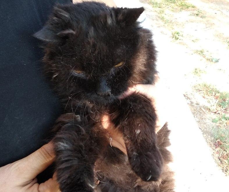 Nerone, l’imperatore dei gatti È il più vecchio in regione: 21 anni