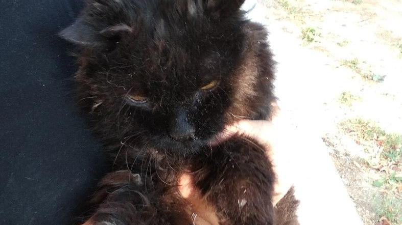 Nerone, l’imperatore dei gatti È il più vecchio in regione: 21 anni