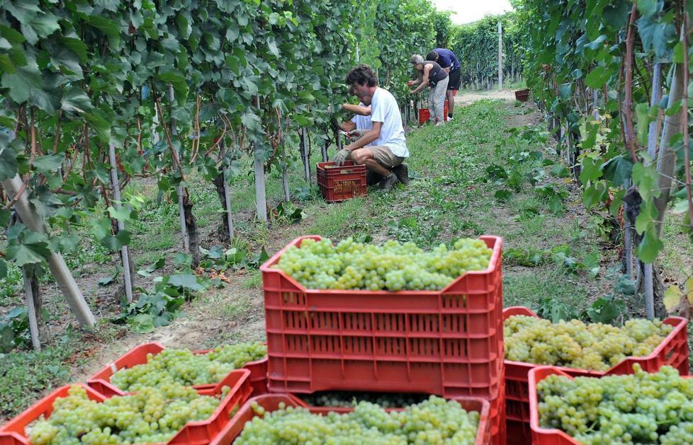 La vendemmia comincia sotto il segno dei voucher 