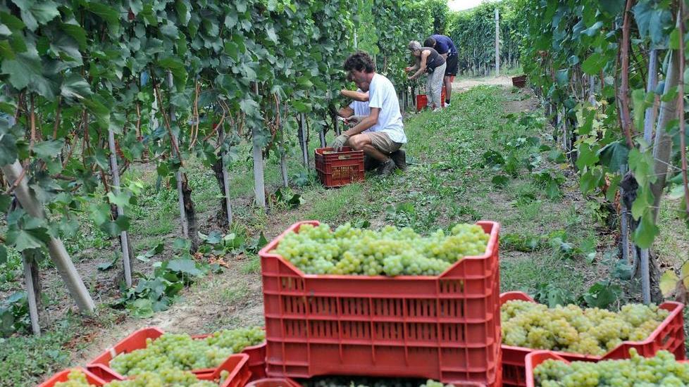 La vendemmia comincia sotto il segno dei voucher