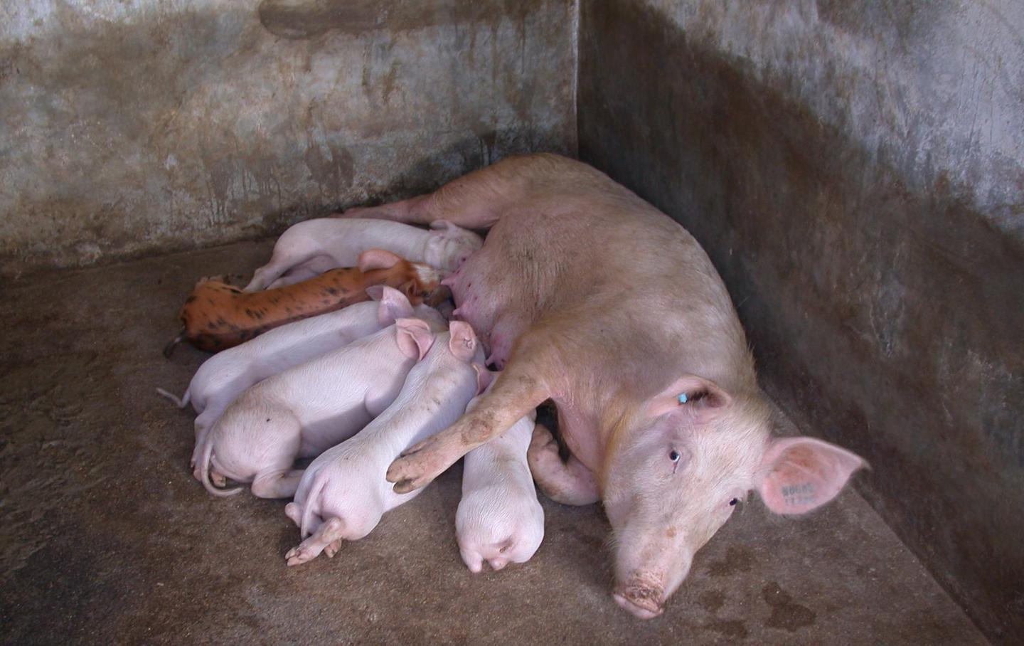 Piana: 11.500 non potranno produrre il porcetto 