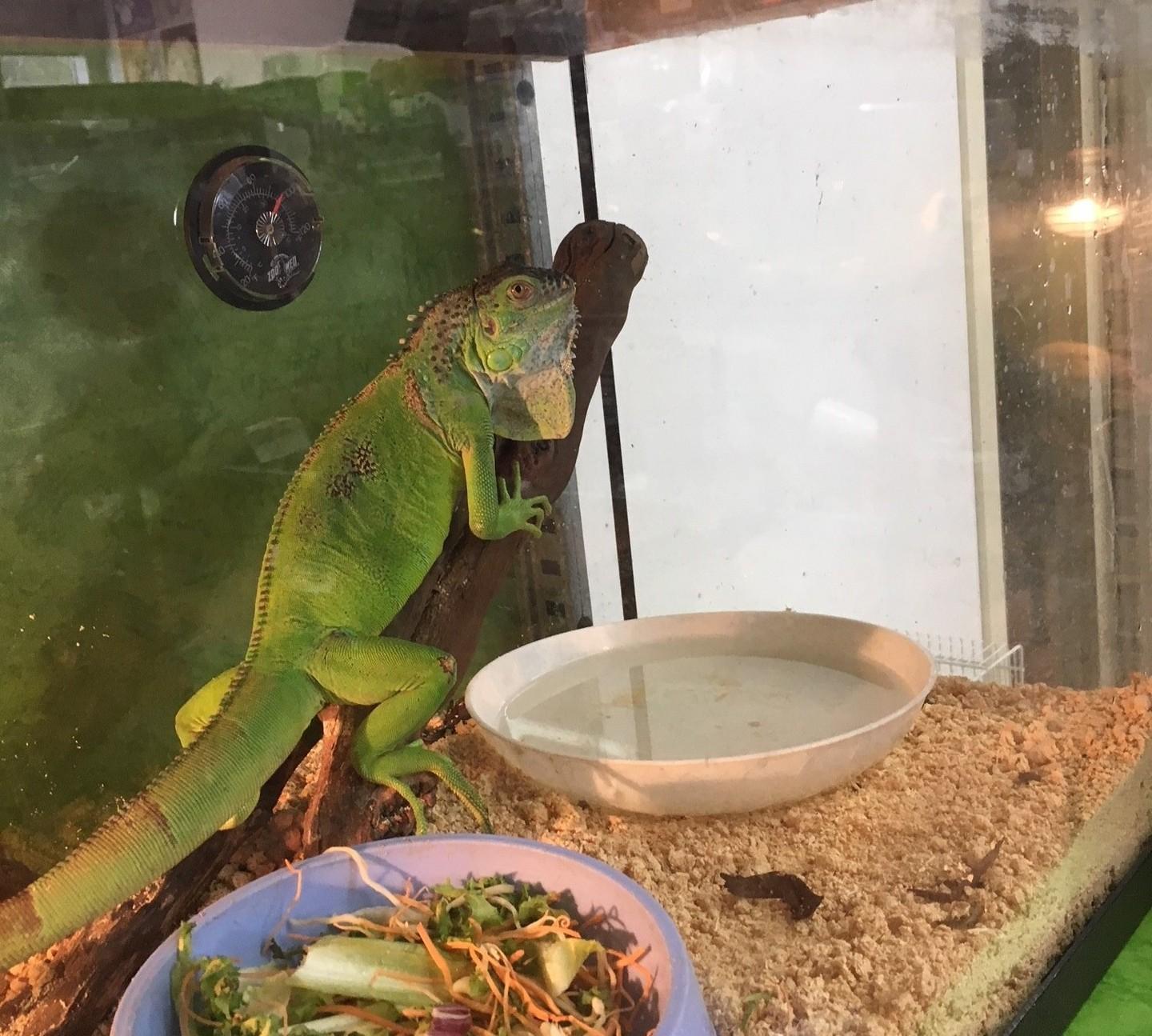 «Non liberate mai gli animali esotici» 