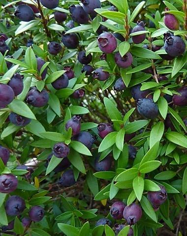 La nuova legge rilancerà l’eden sardo delle officinali 