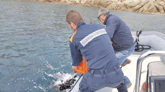 Alghero, Wwf: «Limitate la pesca dei ricci»