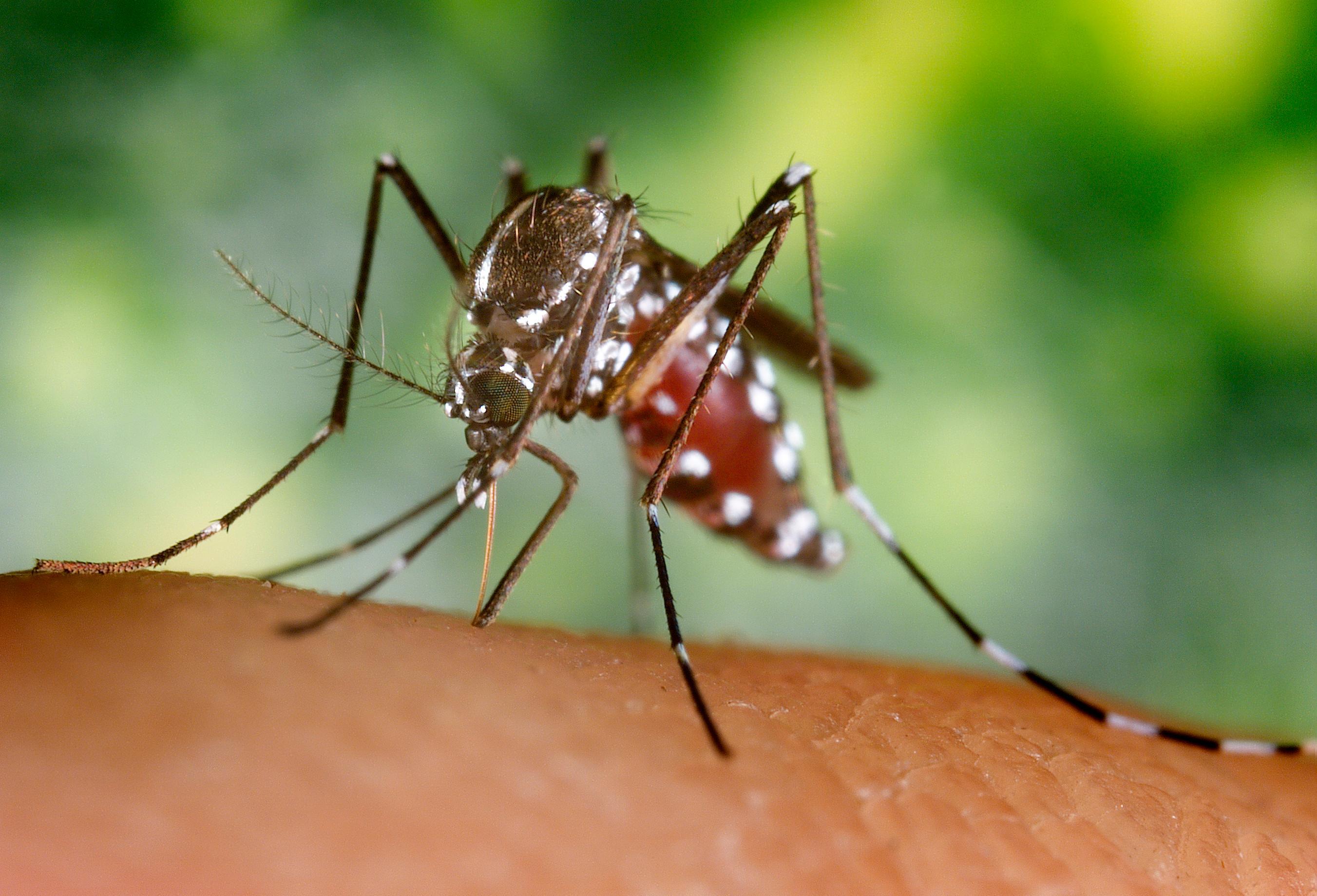 Una zanzara simile a quelle che diffondono il virus
