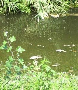Morìa di pesci nel torrente Brana
