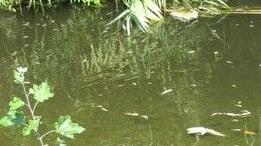 Morìa di pesci nel torrente Brana
