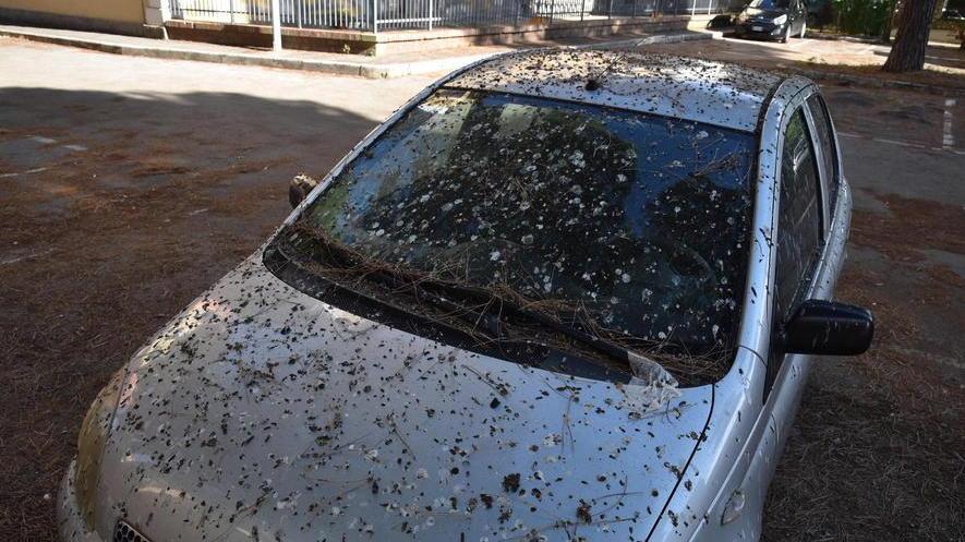 Riecco gli storni, auto e cortili pieni di guano